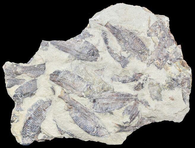 Fossil Fish (Gosiutichthys) Mortality Plate - Lake Gosiute #54977